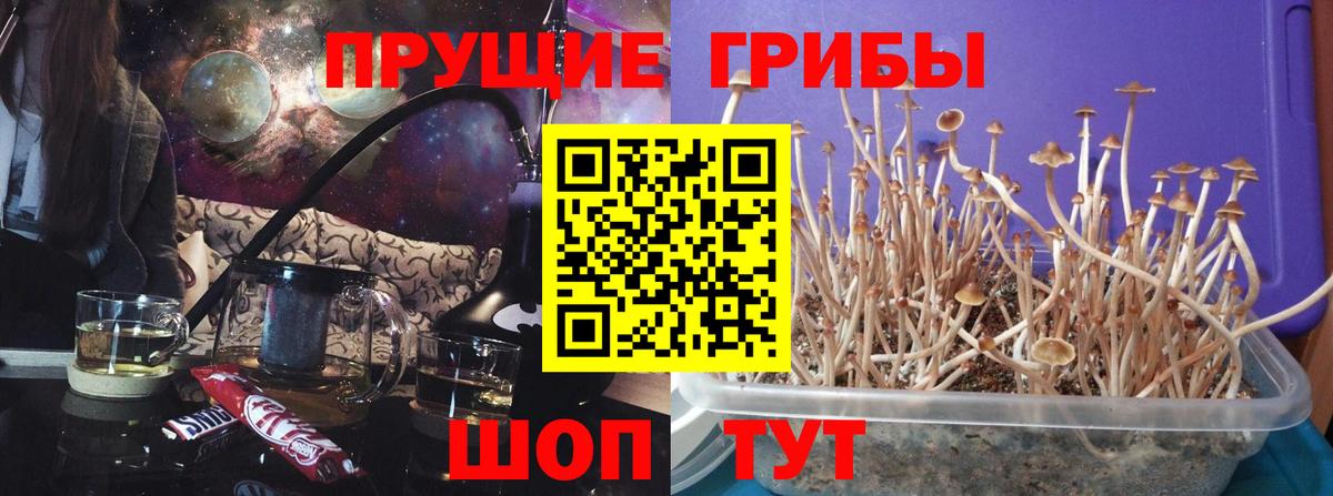 Галлюциногенные грибы Cubensis  Вход с VPN  Урус-Мартан 